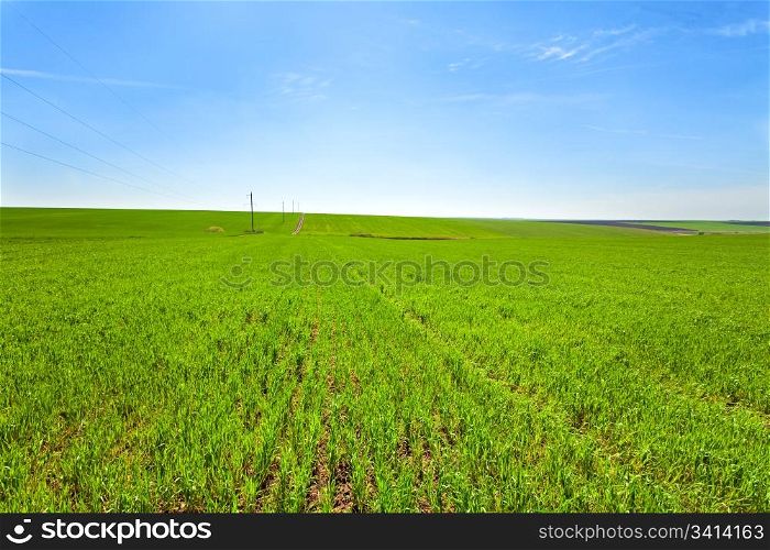 Beautiful spring wheat field (country landscape).
