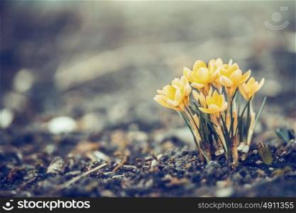 Beautiful spring yellow crocuses blooming in garden or park, outdoor nature background