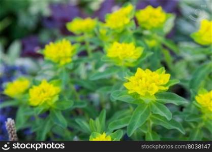 beautiful spring yellow flower. closeup