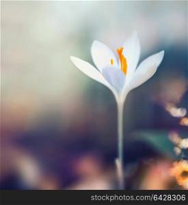 Beautiful springtime background with white crocus blooming. Dreamy soft focus effect.