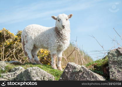 beautiful springtime lamb standing on a stone wall