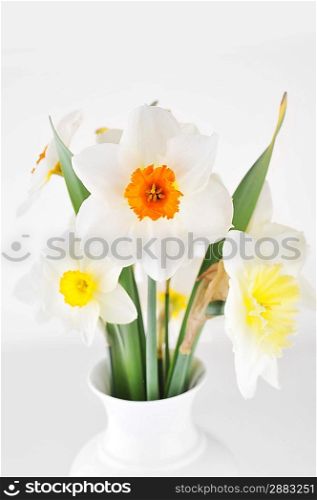 Beautiful springtime narcissus in vase isolated