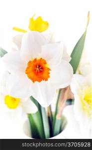 Beautiful springtime narcissus isolated