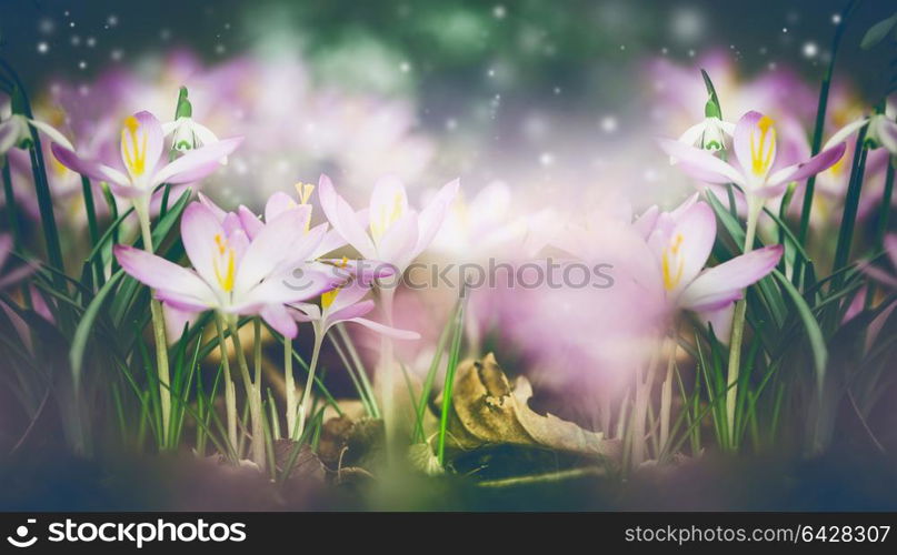 Beautiful springtime nature background with crocuses and snowdrops blooming. Dreamy soft focus effect.