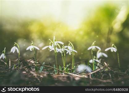 Beautiful springtime nature background with early snowdrops blooming. Dreamy soft focus effect.