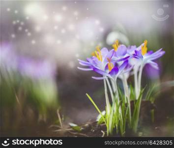 Beautiful springtime nature background with purple crocus blooming and bokeh. Dreamy soft focus effect.