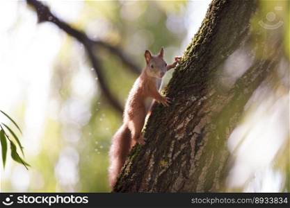 beautiful squirrel in the park on a tree
