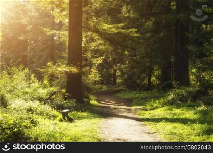 Beautiful Srping sunshine breaks through trees in forest landscape