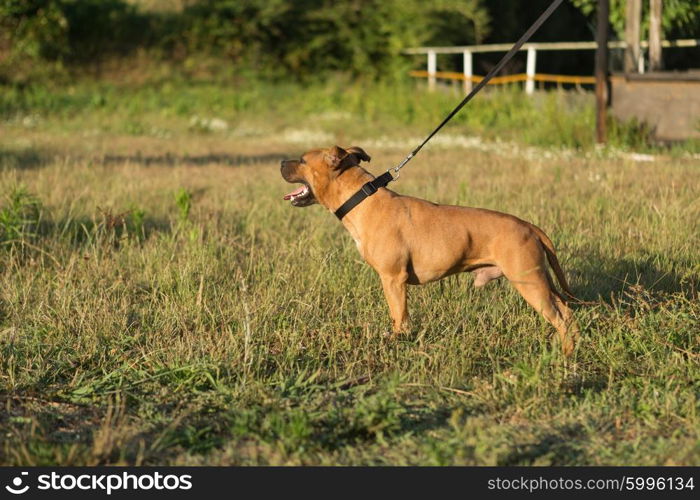 Beautiful staffordshire bull terrier posing in a park at the sunset