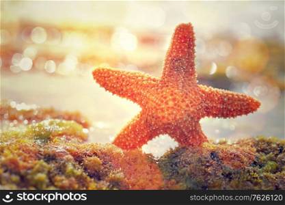 Beautiful starfish in mild yellow sunset light, beauty of exotic nature, relaxation on the beach, summer vacation concept