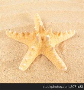 Beautiful starfish on the beach.