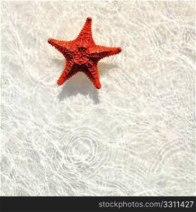 beautiful starfish orange in wavy shallow water
