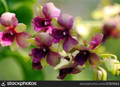 Beautiful stem of purple and green orchids