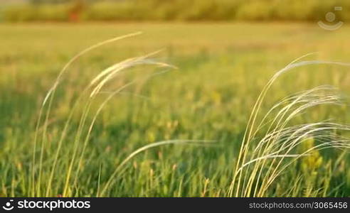 Beautiful stipa in the wind