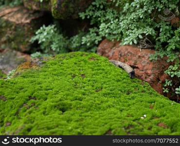 Beautiful stone with green moss and green leaf in nature.&#xA;