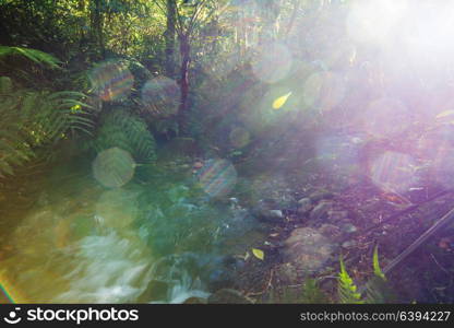 Beautiful stream water flowing down in rain forest. Costa Rica, Central America