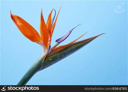 Beautiful Strelitzia reginae flower isolated on a blue background. Flower bird of paradise. Spring concept for mother&rsquo;s day with copy space. Unusual strelitzia flower on a violet background