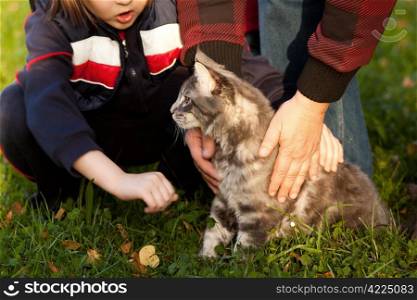 beautiful striped maine coon cat in nature and hands of people