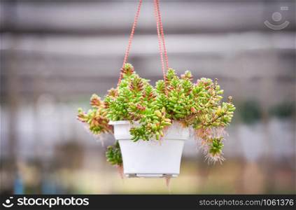 beautiful succulent plant in pot hang in the garden background