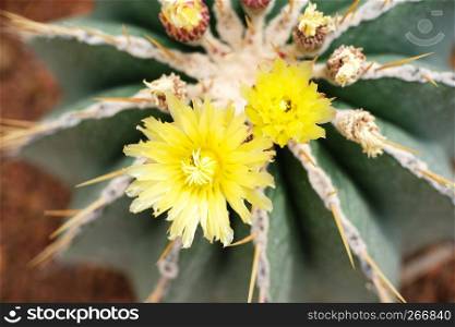 Beautiful succulents and cactus plant in garden
