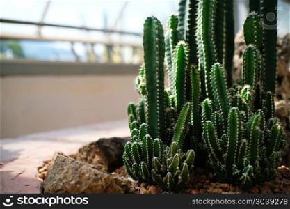 Beautiful succulents and cactus plant in garden.. Beautiful succulents and cactus plant in garden