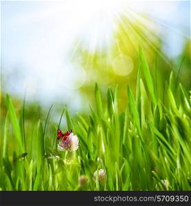 Beautiful summer backgrounds with green grass, flowers and butterfly