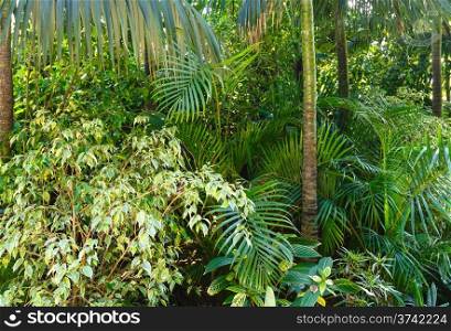 Beautiful summer city park grove with subtropical plants