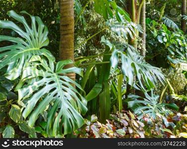 Beautiful summer city park grove with subtropical plants