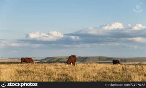 Beautiful Summer evening landscape image of cows grazing in English countryside