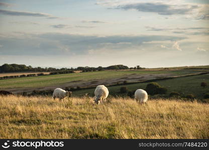 Beautiful Summer evening landscape image of sheep grazing in English countryside