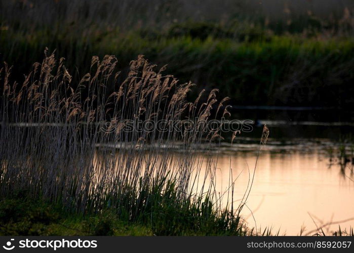 Beautiful Summer feel landscape of sunset over reed beds in Somerset Levels wetlands with pollen and insects in the air backlit agaisnt setting sun