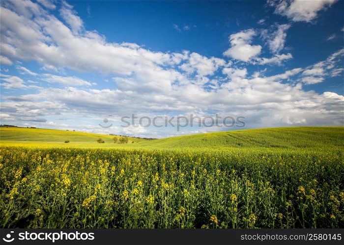 Beautiful summer field at sunny day
