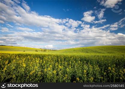 Beautiful summer field at sunny day