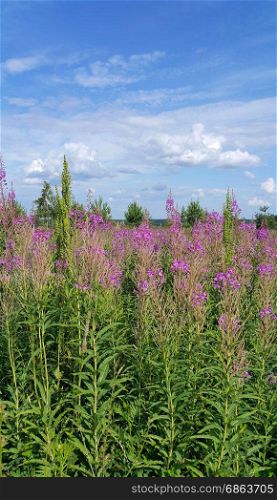 Beautiful summer field with willow-herb flowers and blue sky with clouds