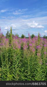 Beautiful summer field with willow-herb flowers and blue sky with clouds