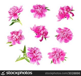 Beautiful summer floral set of many pink peonies with green leaves, isolated on white background. Set of many pink peonies