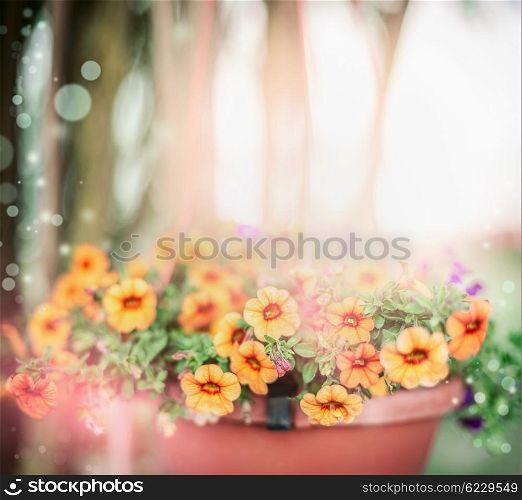 Beautiful summer flowers in pot over outdoor summer garden background. Hanging Petunia flowers