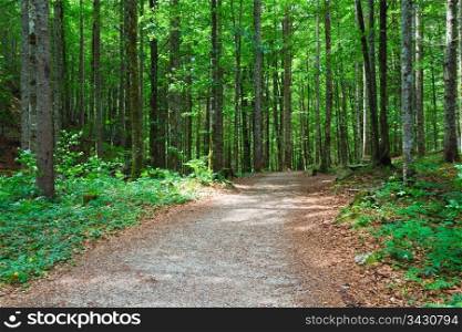 Beautiful summer forest with pathway and bench