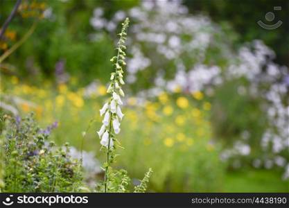Beautiful Summer garden landscape with foxgloves in foreground with selective focus