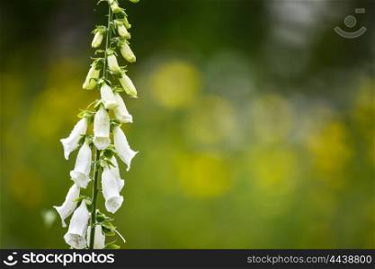 Beautiful Summer garden landscape with foxgloves in foreground with selective focus
