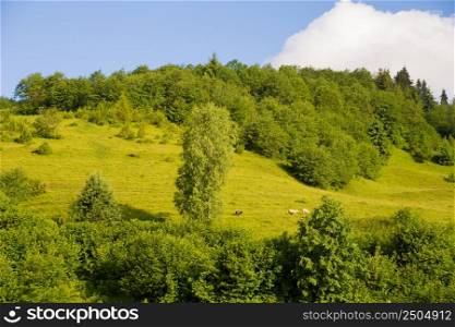 Beautiful summer landscape Carpathian village sheep pasture. Carpathian nature in summer
