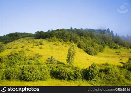 Beautiful summer landscape Carpathian village sheep pasture. Carpathian nature in summer