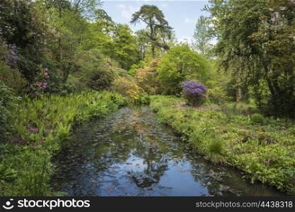 Beautiful Summer landscape image of calm pond with reflections of forest