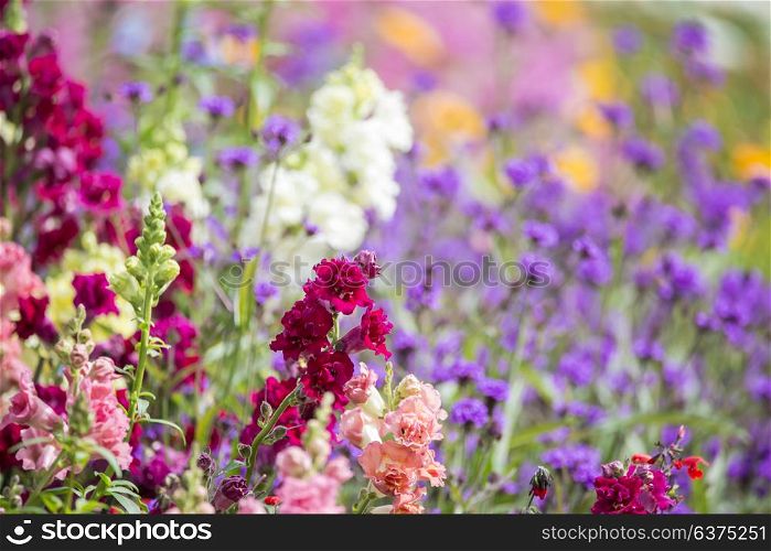 Beautiful Summer landscape image of vibrant wild flowers in meadow with shallow depth of field for effect