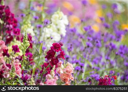 Beautiful Summer landscape image of vibrant wild flowers in meadow with shallow depth of field for effect