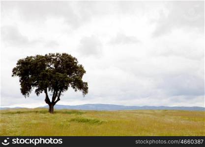 Beautiful summer landscape. Lonely tree on dry grass with a cloudy sky