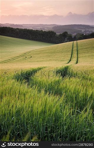 Beautiful Summer landscape of field of growing wheat crop during sunset