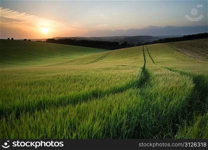 Beautiful Summer landscape of field of growing wheat crop during sunset