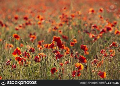 Beautiful Summer landscape of poppy field in English countryside during late evening sunset