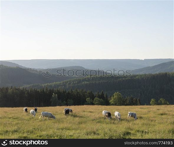 beautiful summer landscape of the belgian ardennes with cattle in warm evening light near stavelot